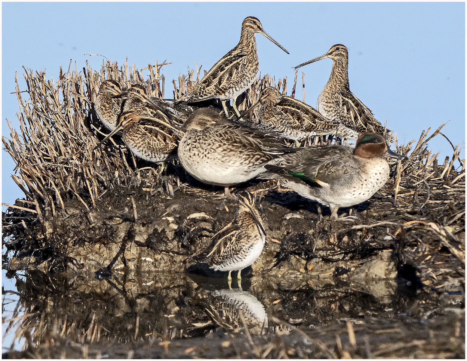 Snipe at Titchfield Haven 